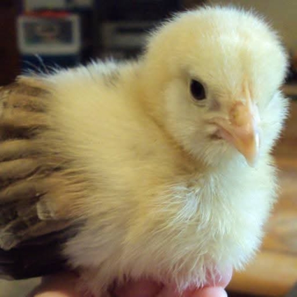 PLSreadBEFOREbuying! - Picture 14 of 16